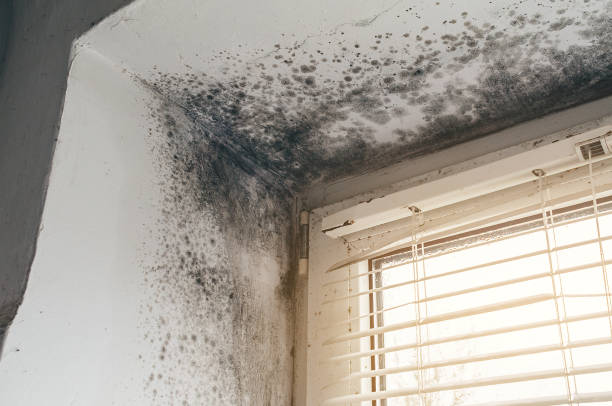 Affordable Mold Remediation solutions in Mendham, NJ